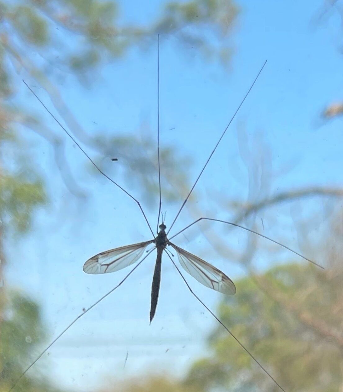 crane fly mosquito hawk